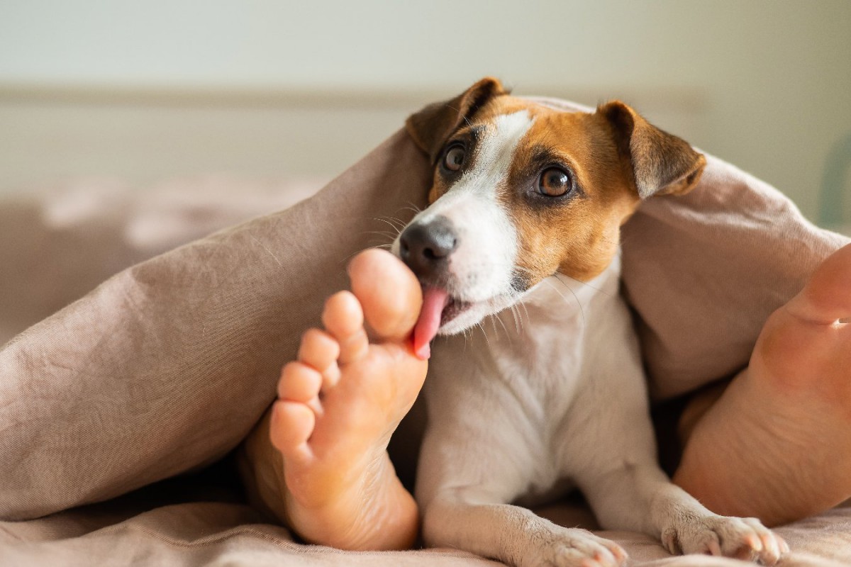犬が足の裏を舐める理由は病気？指間炎のサインと正しい対処法【2026】