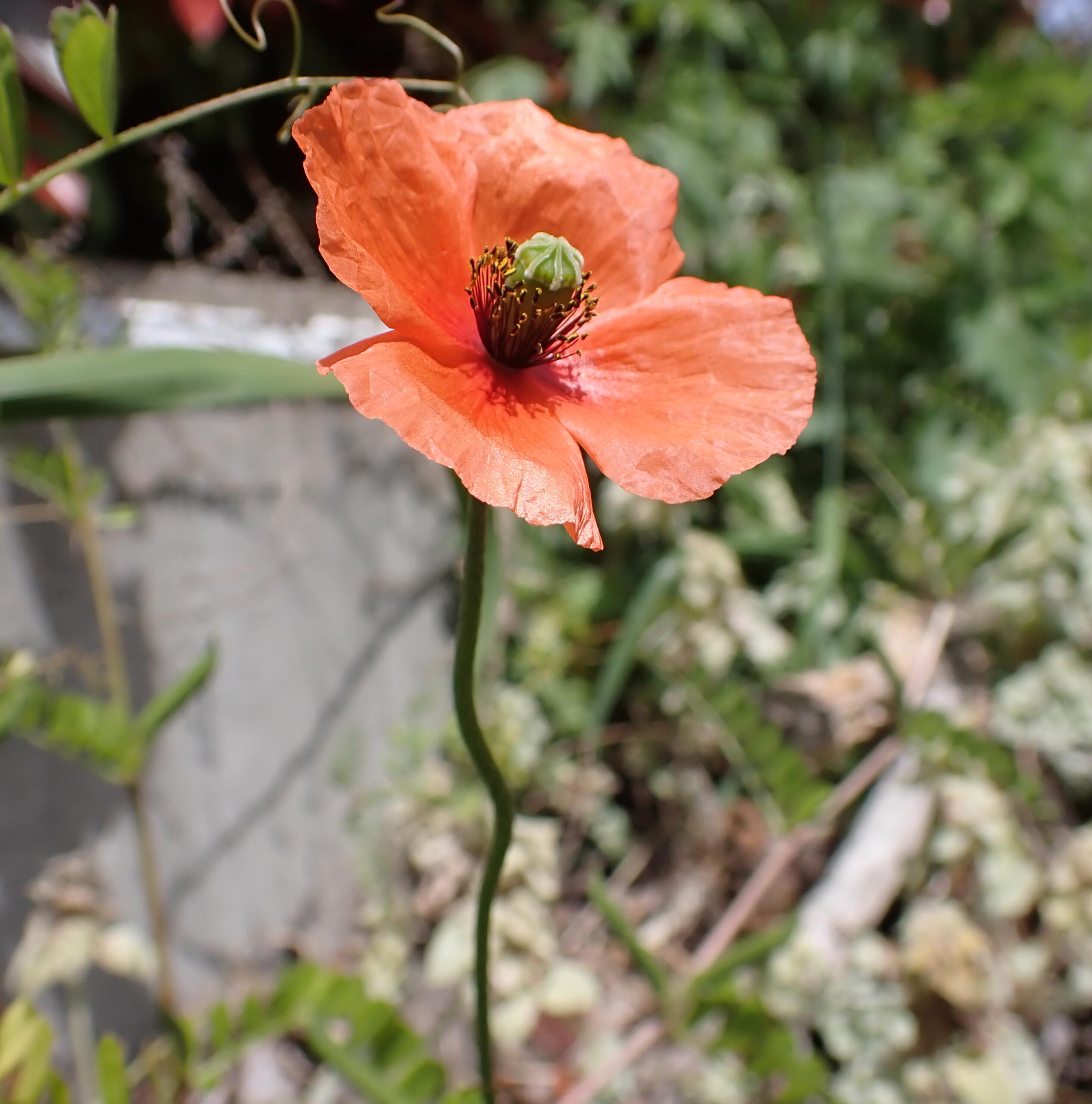 道端のケシの花は違法？植えてはいけない種類の見分け方と通報基準