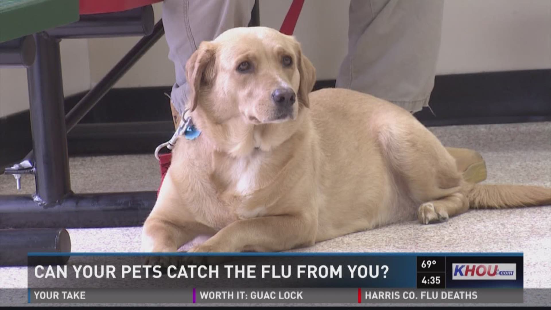 Can Dogs Catch the Flu from People