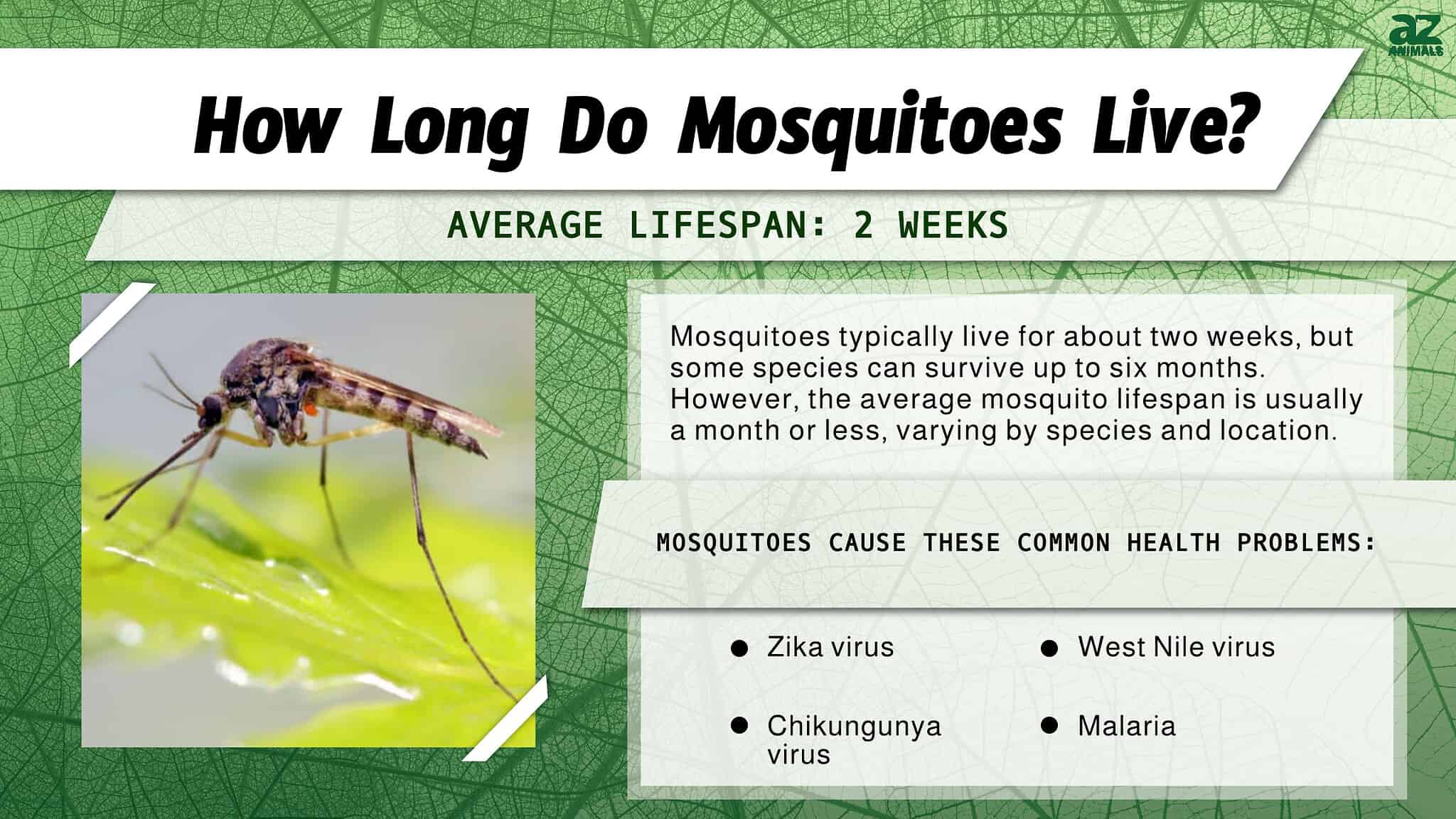 How Long Does a Mosquito Live Without Blood