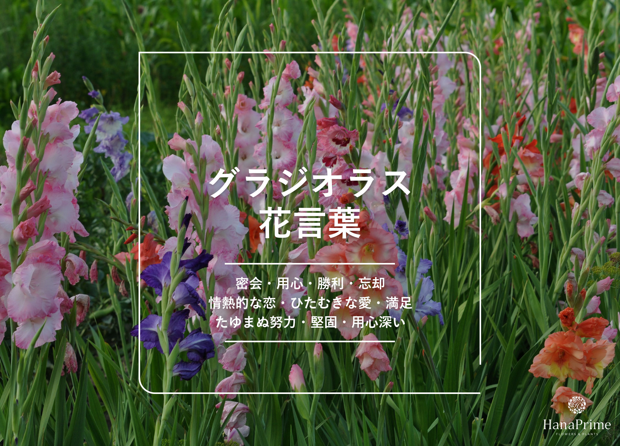 グラジオラスの花言葉は怖い？密会と剣闘士の真相や色別意味を解明
