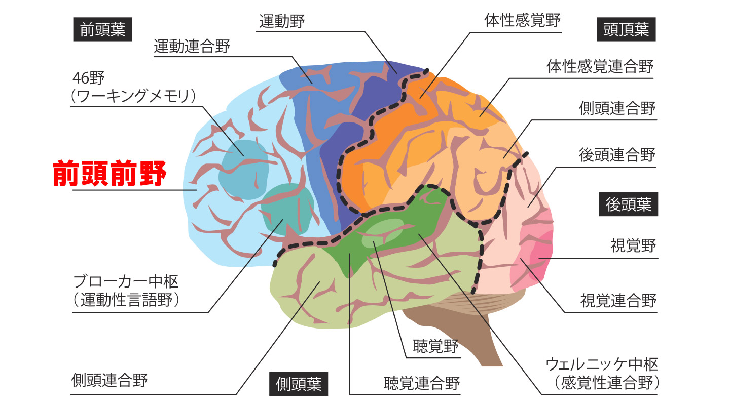 【2026年最新解説】「脳卒中」と「脳梗塞」は何が違う？症状・急増する若年性リスク・最新予防法まで専門医が徹底解剖