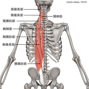 【速報】 脊柱 起立 筋 起 始 停止 最新写真集＆動画まとめ #671
