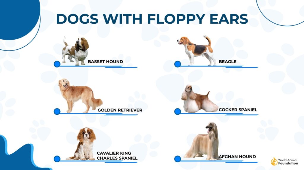 Breeds of Dogs with Floppy Ears