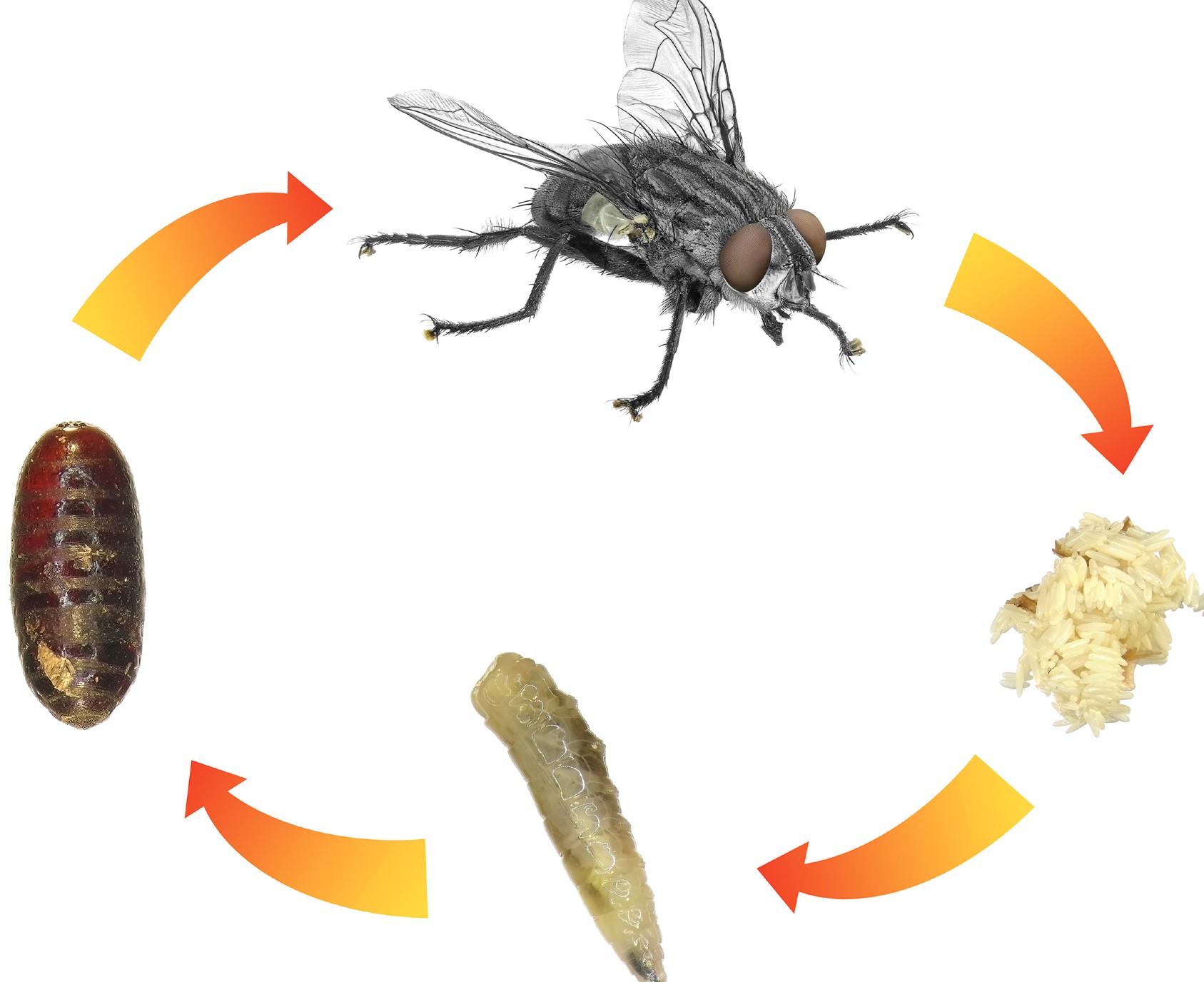 Do Fruit Flies Turn into Maggots