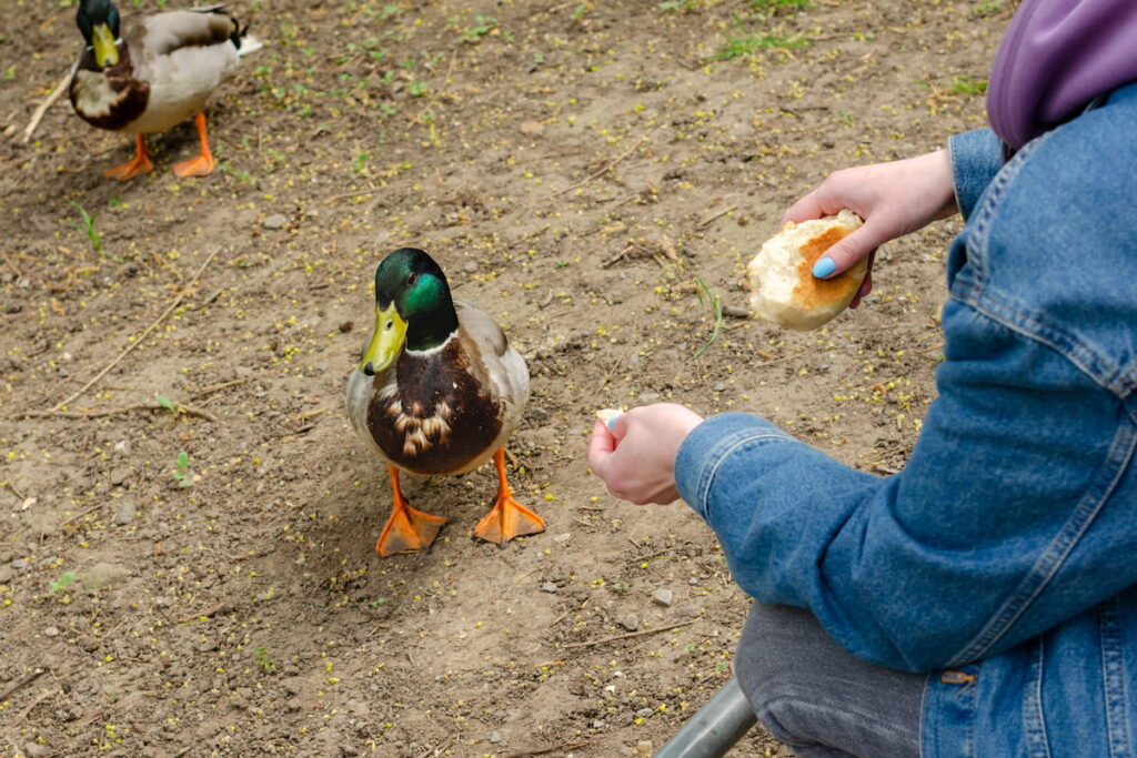 Is It Ok to Feed Ducks Bread