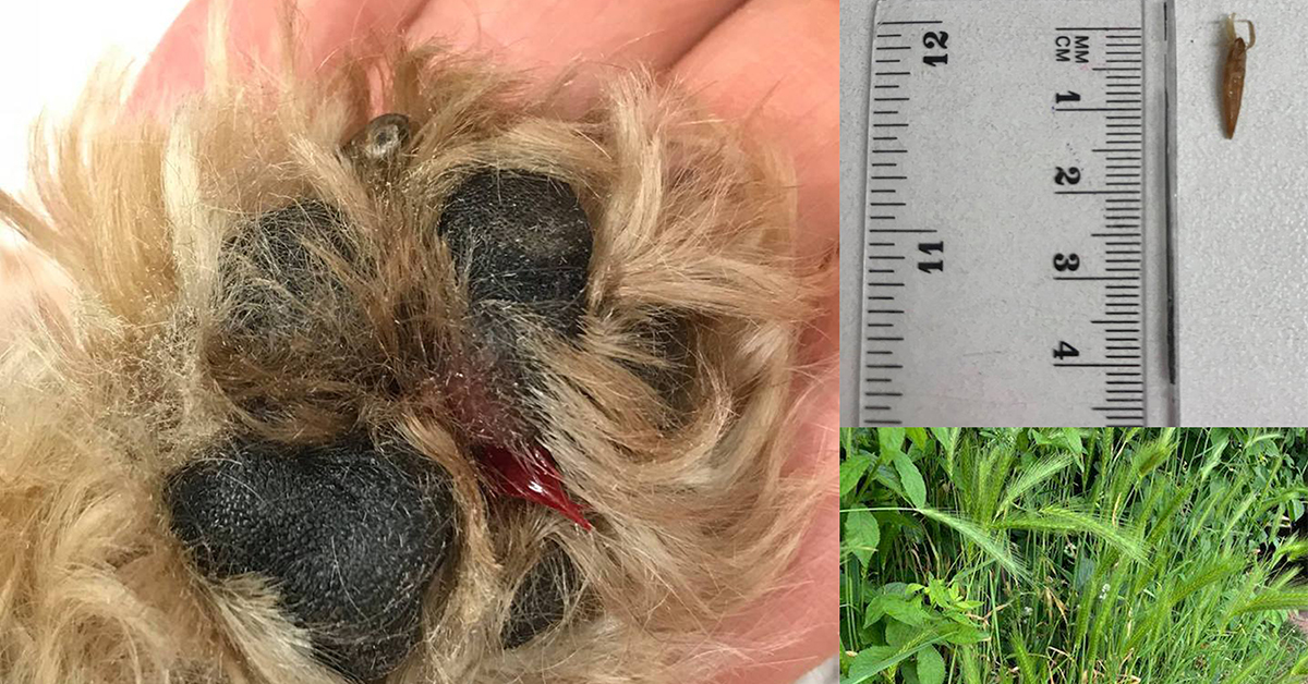 Barnet Grass Seeds Dogs Vet Bills
