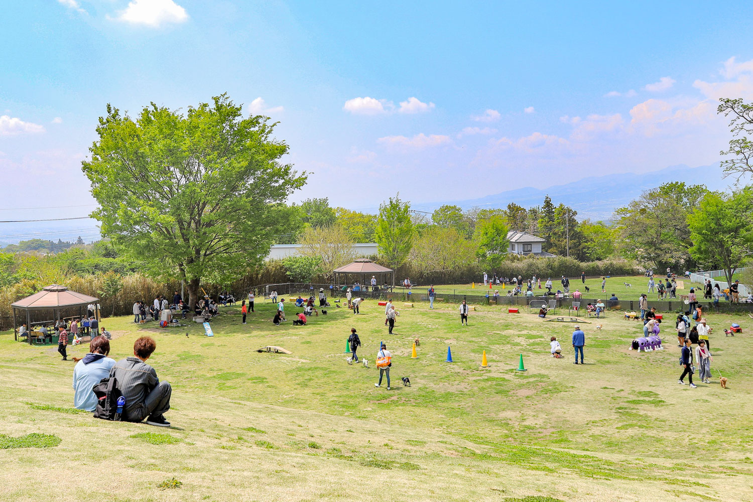 【2026年最新】愛犬家が集う聖地「世界の名犬牧場」の全貌！日本最大級の犬テーマパークが仕掛ける新しいペット体験と人気の理由