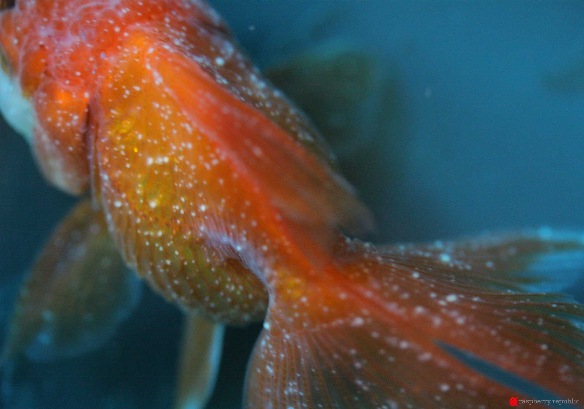愛魚を白点病から救う！初期症状の見分け方と塩浴・薬浴の完全手順