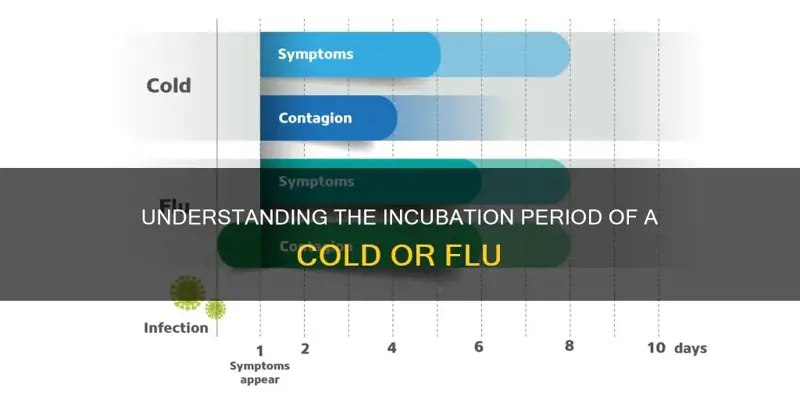 How Long for Flu to Incubate
