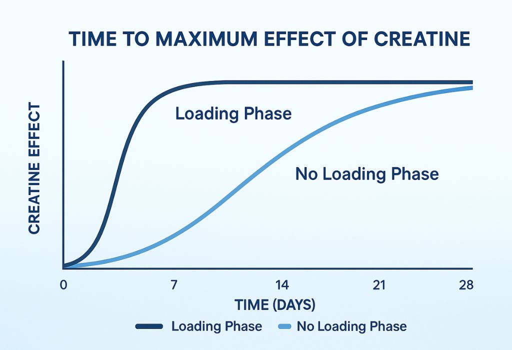 How Long Does Creatine Take to Leave Your System