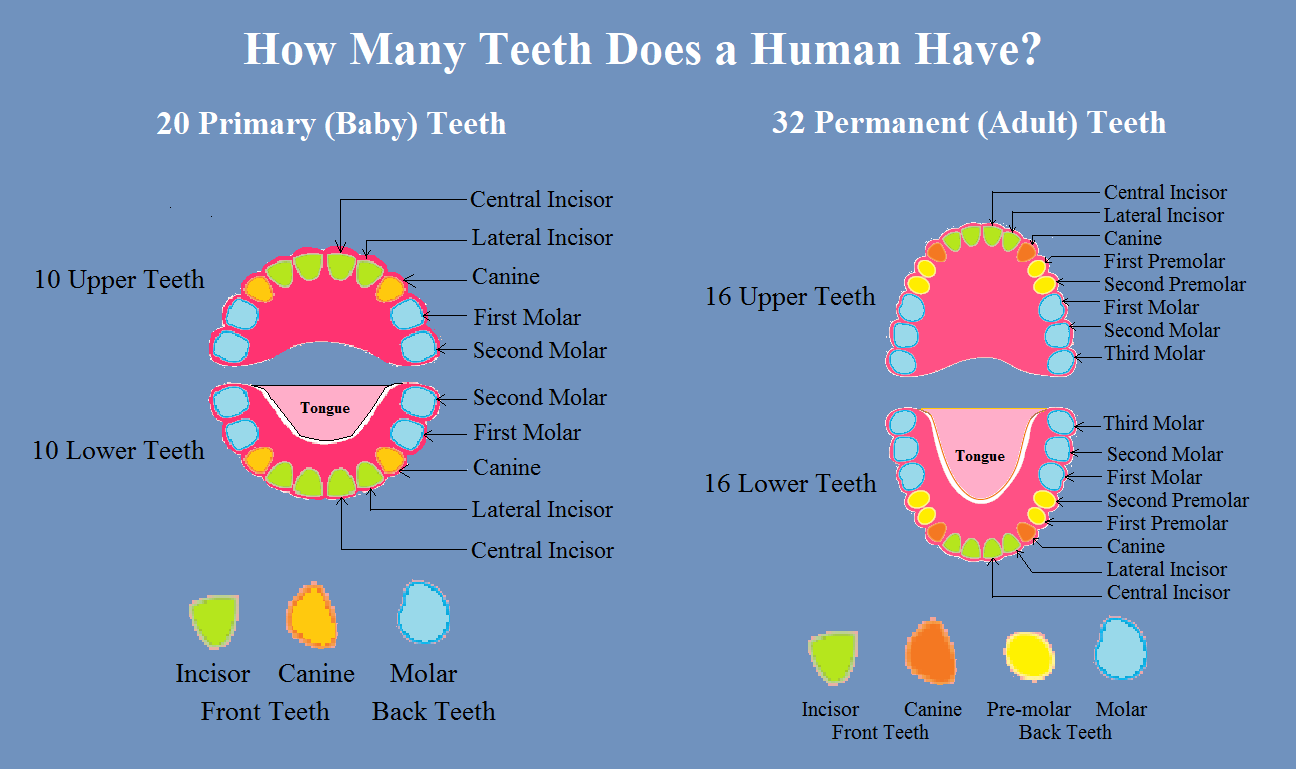 How Many Permanent Teeth Should You Have
