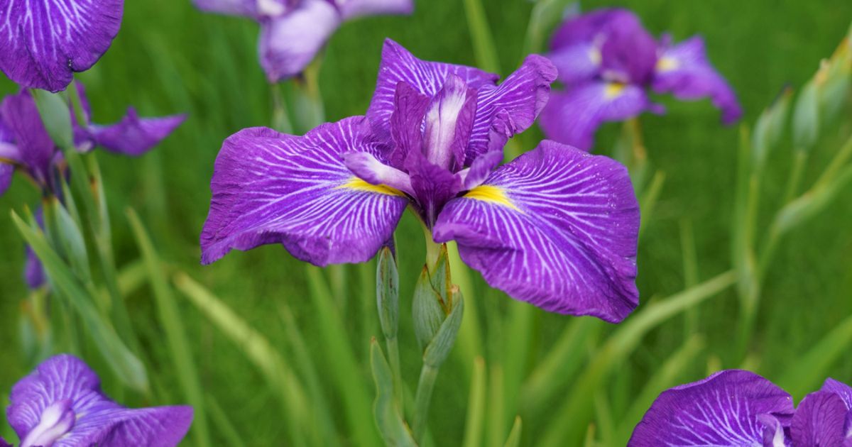 あやめ・花菖蒲・かきつばたの違いは？花びらと場所で見分ける決定版