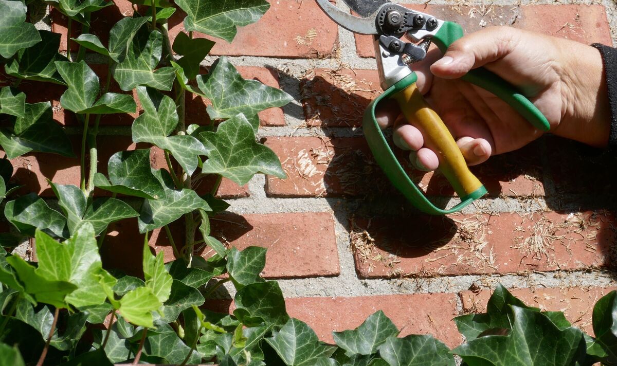 How Can You Get Rid of Ivy