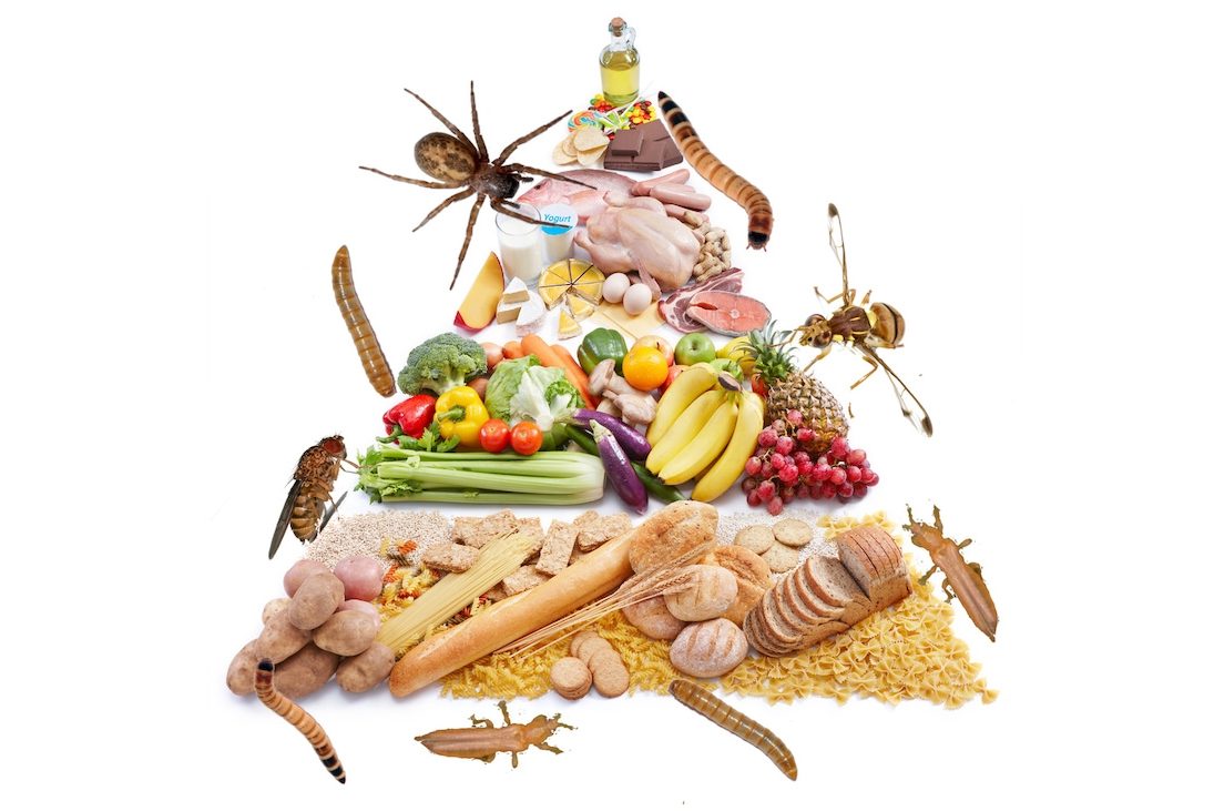 How Many Bugs Does the Average Person Eat a Year