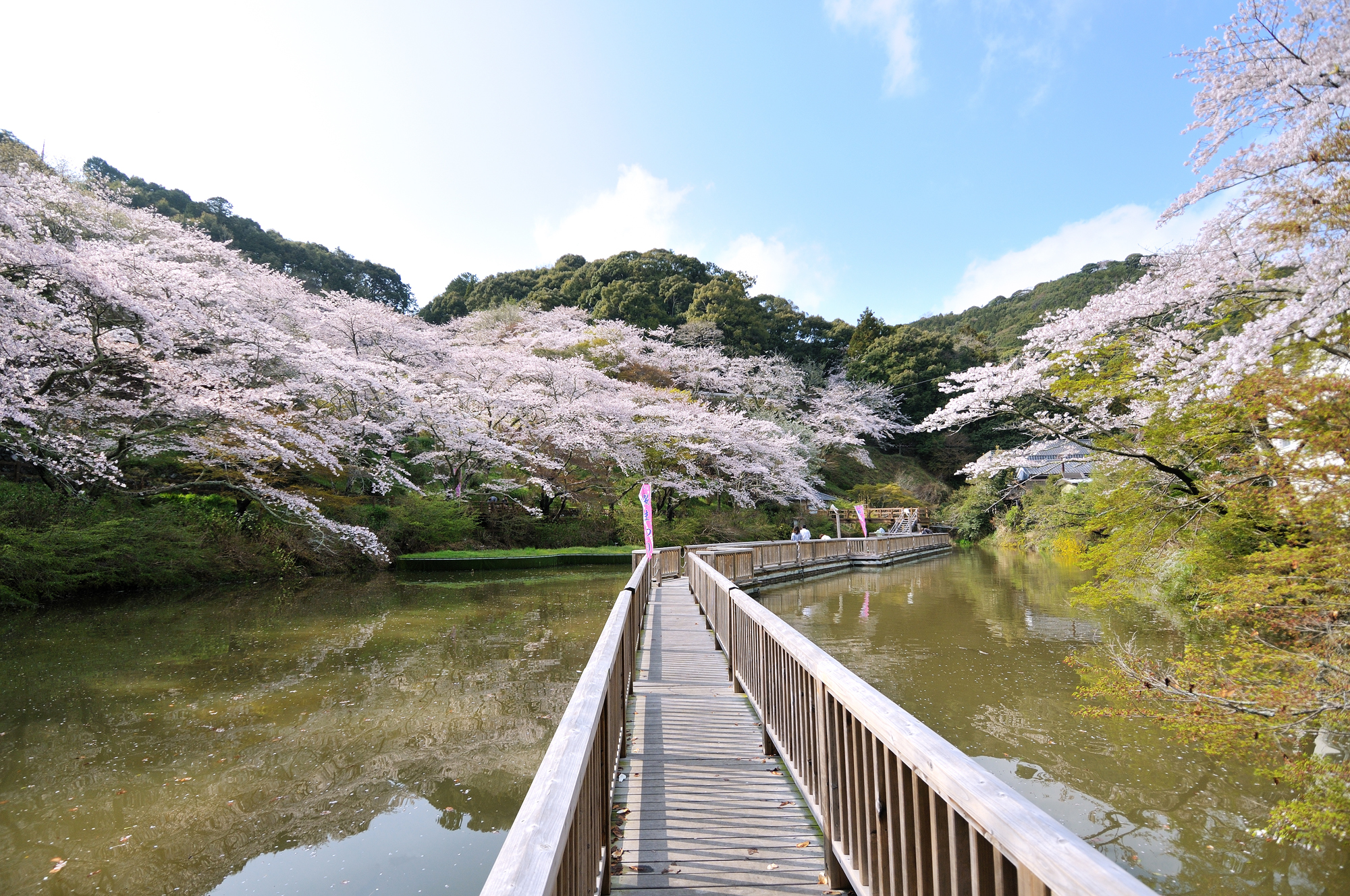【2026年最新】浜松市の桜名所ガイド！満開予想と夜桜穴場ルート