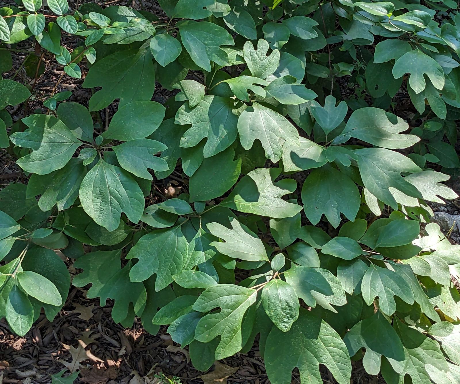 Where Does Sassafras Trees Grow