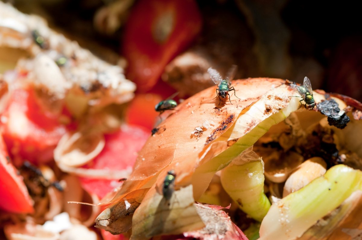 Watford Harris Grocery Flies Rotting Veg