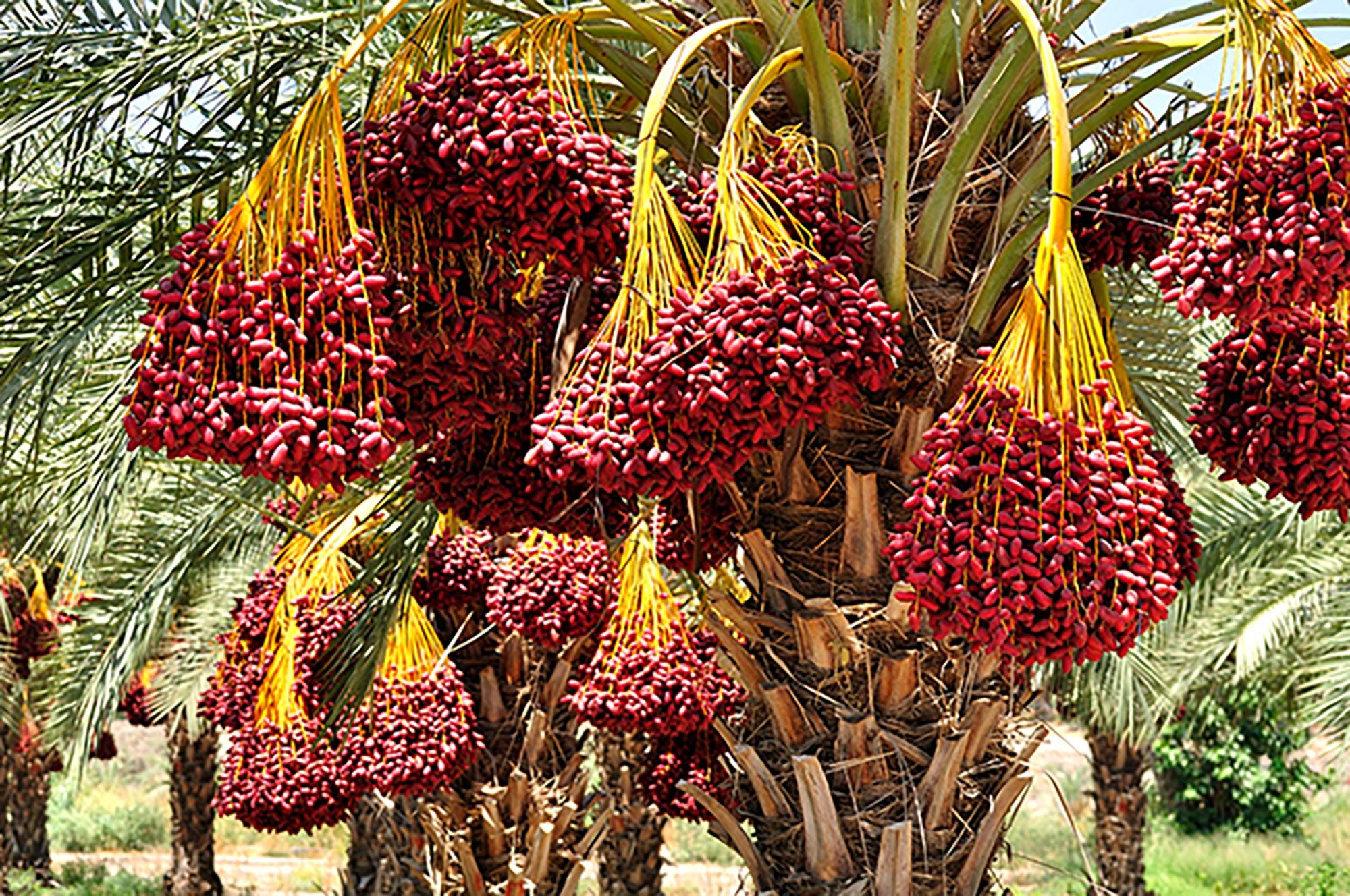 Where Do Dates Come From
