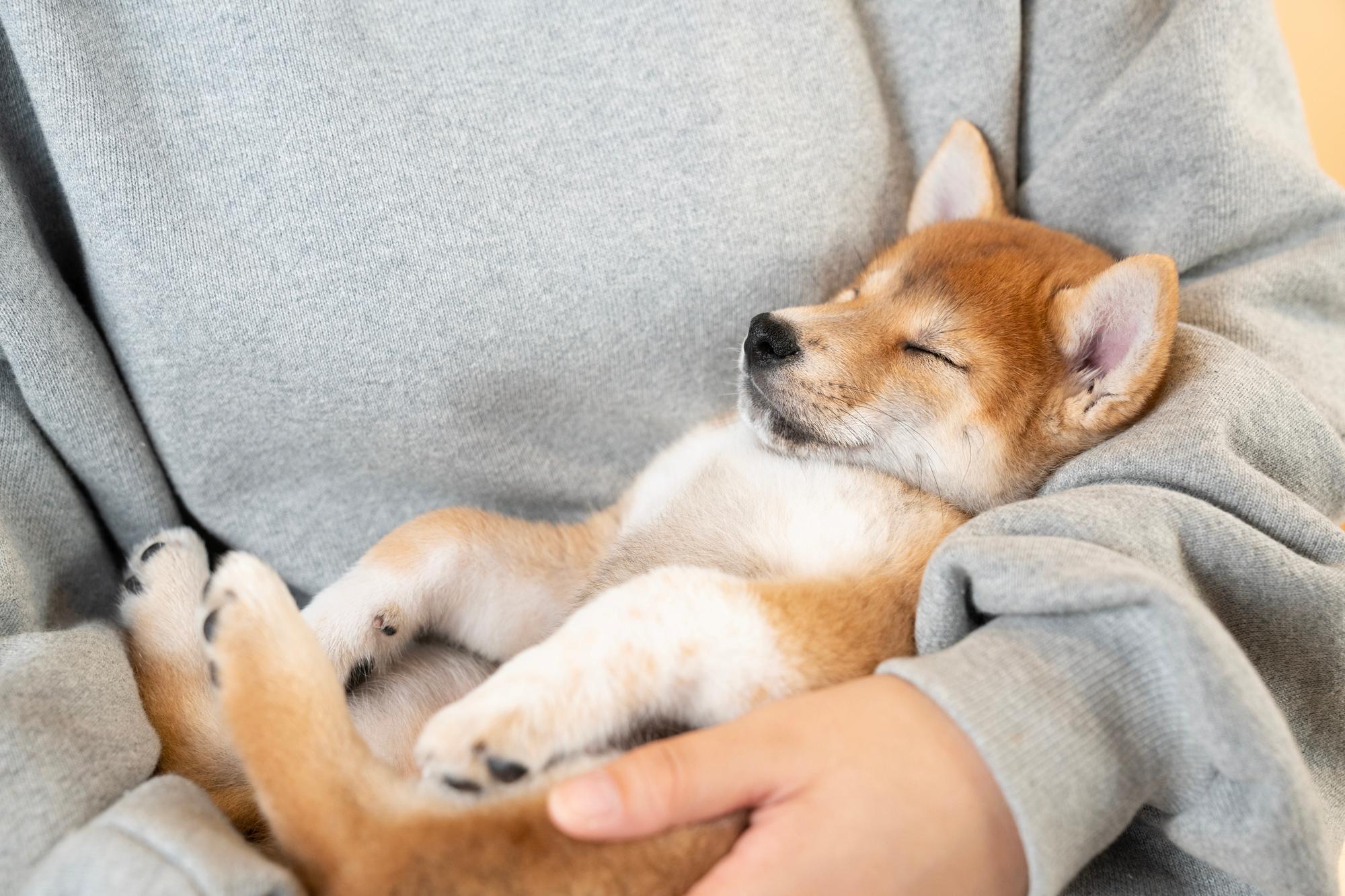 犬がくっついて寝る理由の真相！お尻や足元の心理と注意点【2026】