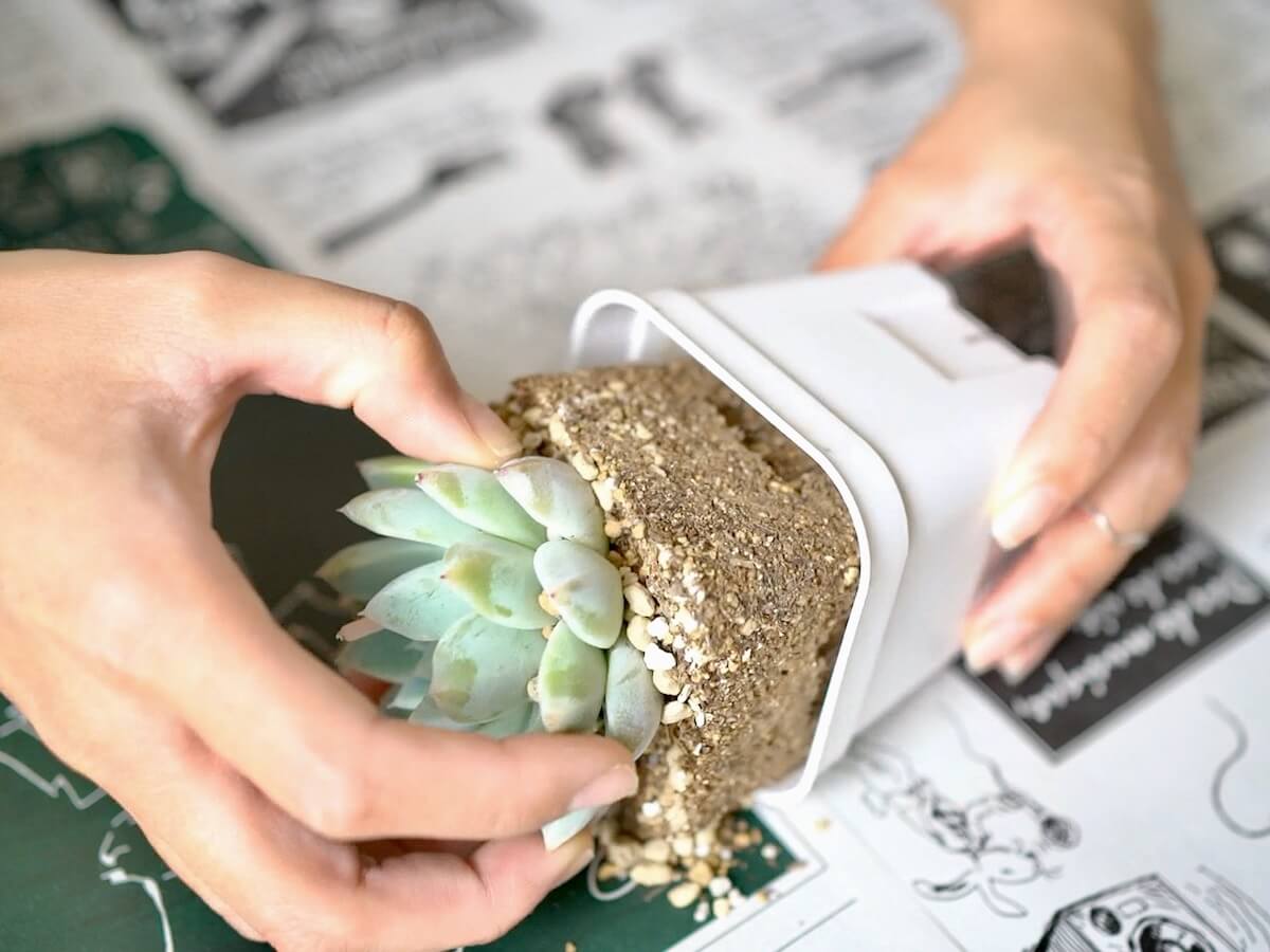 なぜ多肉植物は植え替えで枯れるのか？失敗防ぐ土と水やりの黄金比