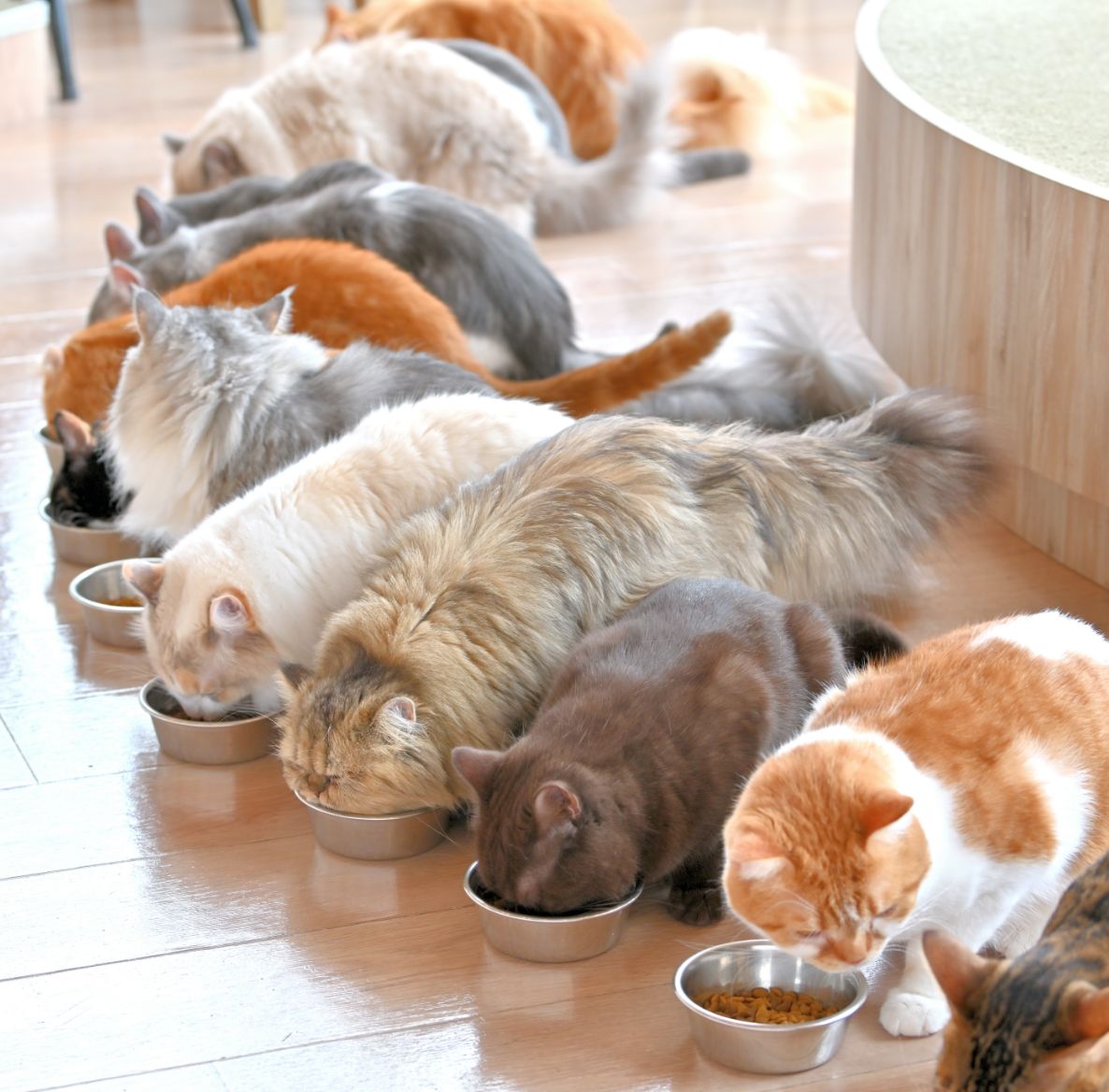 猫カフェMocha名古屋栄店の評判と料金は？噂の真相と現在を徹底検証【2026】