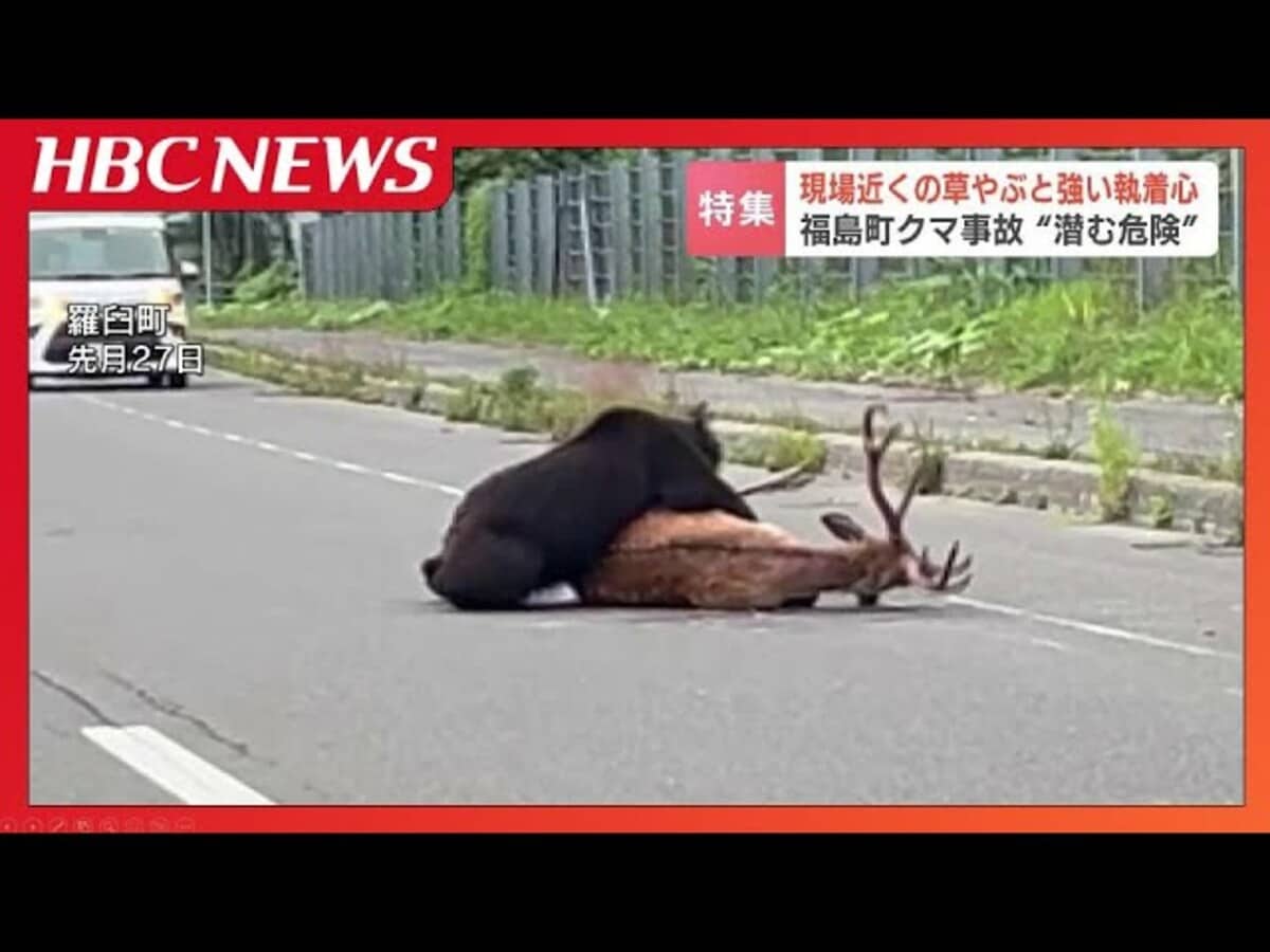 熊死亡事故が過去最多のなぜ？現場データと命を守る撃退法を徹底検証