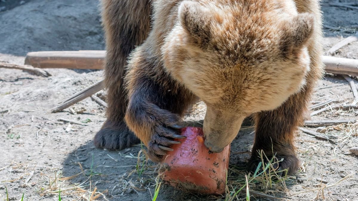 どんぐり凶作でクマ出没が急増？2026年最新の生態と命を守る対策