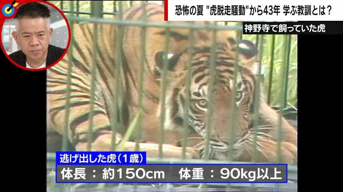 千葉で虎が脱走した昭和54年の真相｜神野寺事件の全貌と現在の猛獣管理