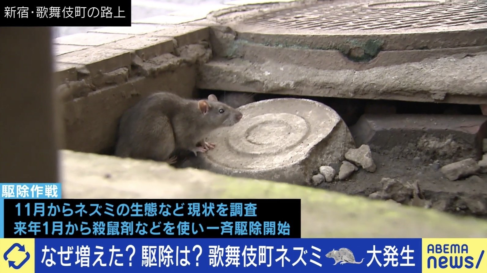 歌舞伎町ネズミ大量発生なぜ？巨大化の理由と新宿区の駆除対策2026