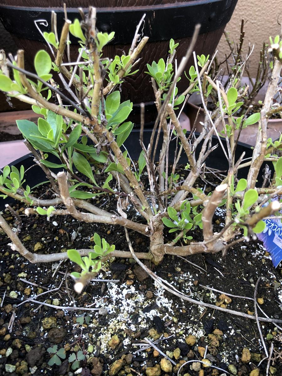オステオスペルマムの伸びすぎ解消！満開へ導く切り戻しと仕立て直し