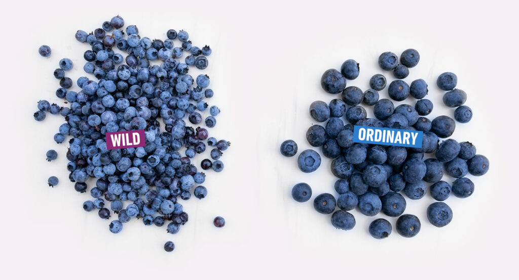 Wild Blueberries vs Organic Blueberries