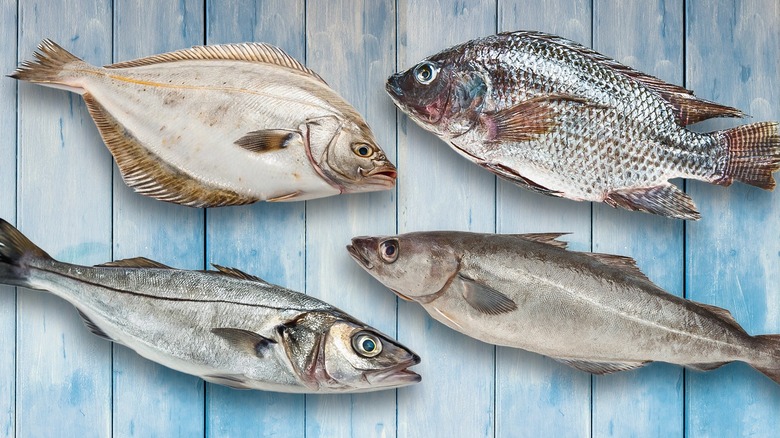 What Fish Are Considered White Fish