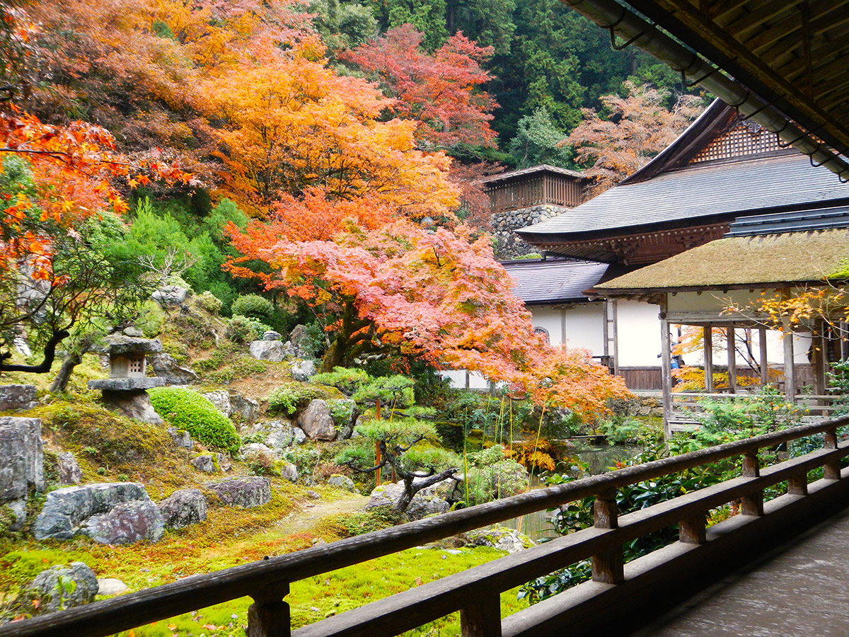 京都・常照皇寺の真相｜九重桜の絶景と光厳天皇の隠遁史を追う