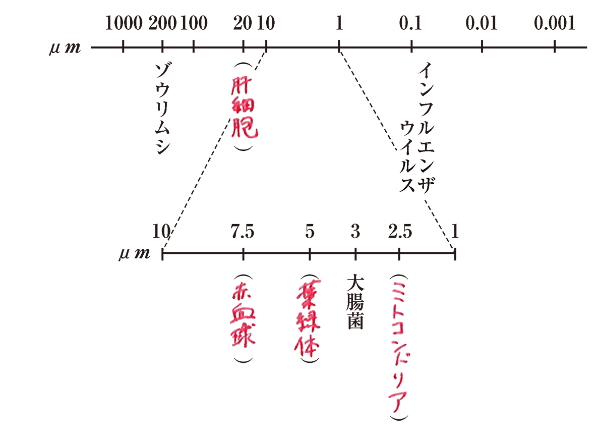 肉眼で見える巨大細胞の真相！細胞の大きさ比較と限界の理由を徹底解剖