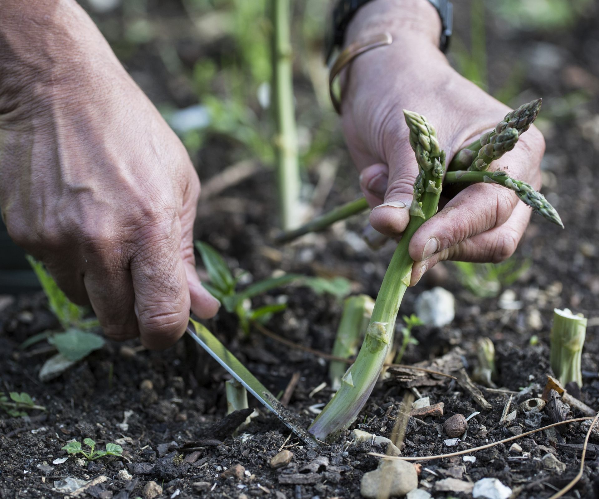 When Do I Cut Back Asparagus