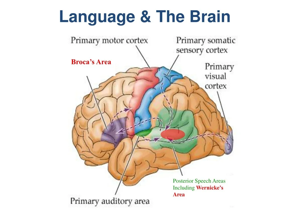 Where Is Language Processed in the Brain