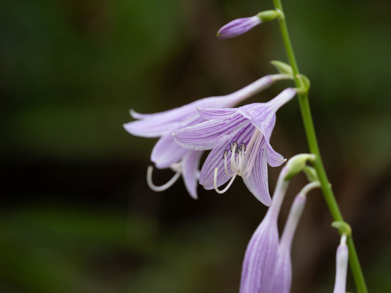 ギボウシの花は咲いたら切るべき？放置リスクと咲かない原因を徹底解説