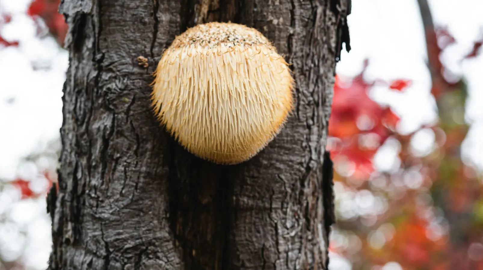Will Lions Mane Show up on a Drug Test