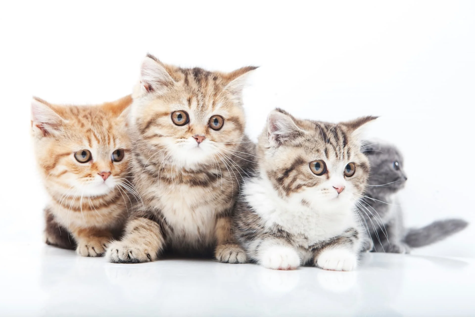 【2026最新】大人になっても小さい猫の種類は？人気品種の体重比較と飼育の真相
