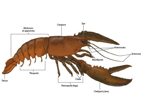 How Many Legs Are on a Lobster