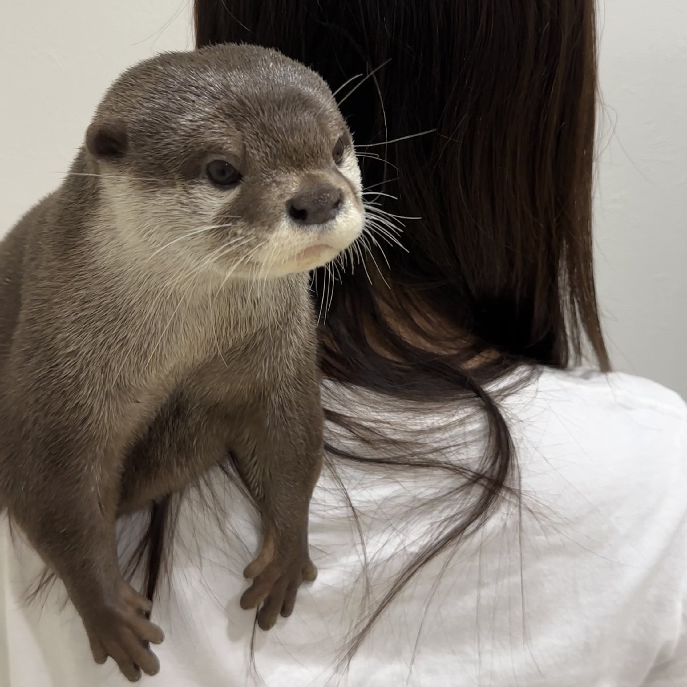 カワウソはペット飼育禁止？2026年最新の値段・法律と後悔の理由