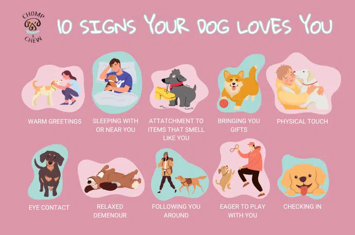 How Do I Know If My Dog Loves Me