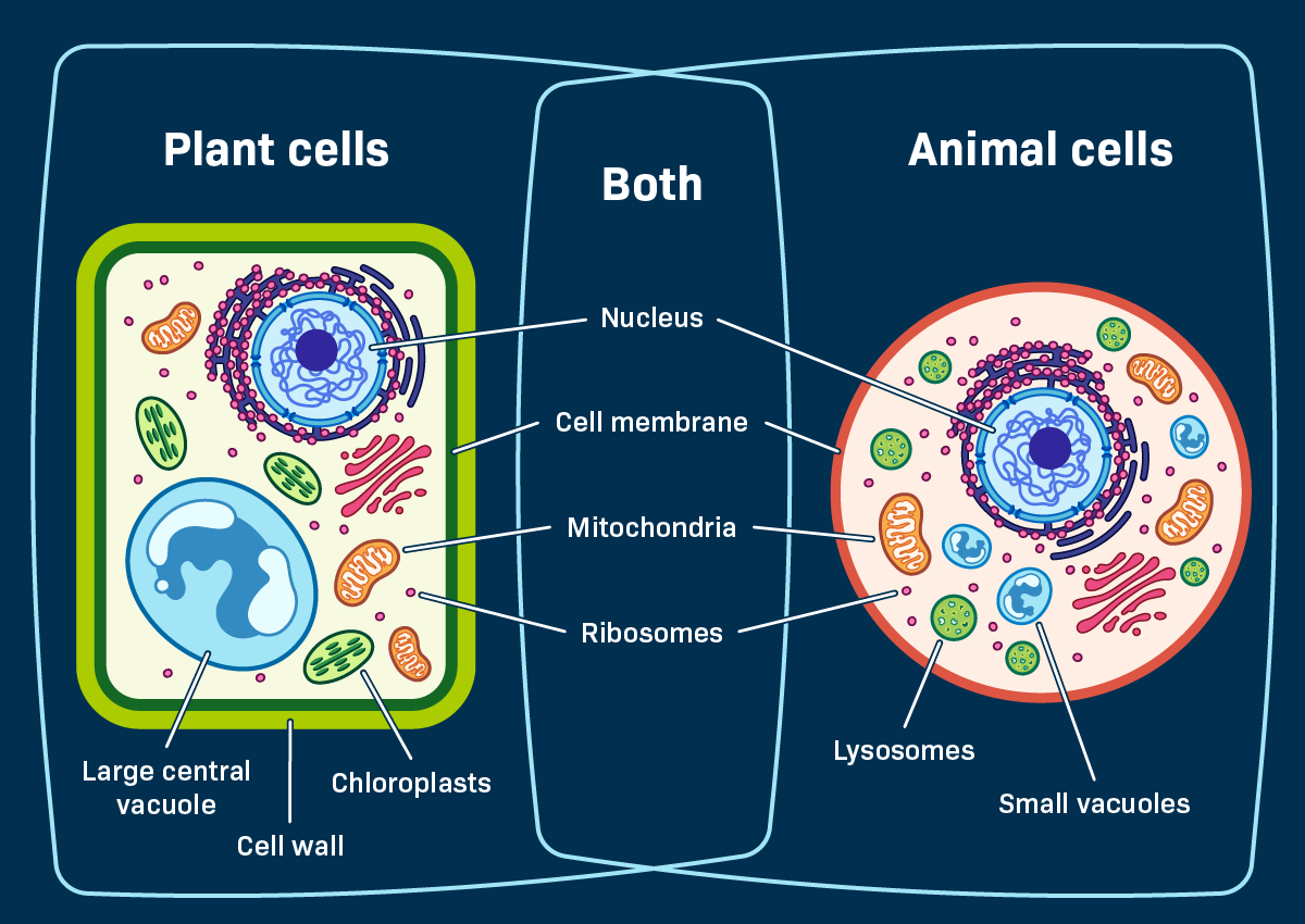 What Are Some Differences Between Plant and Animal Cells