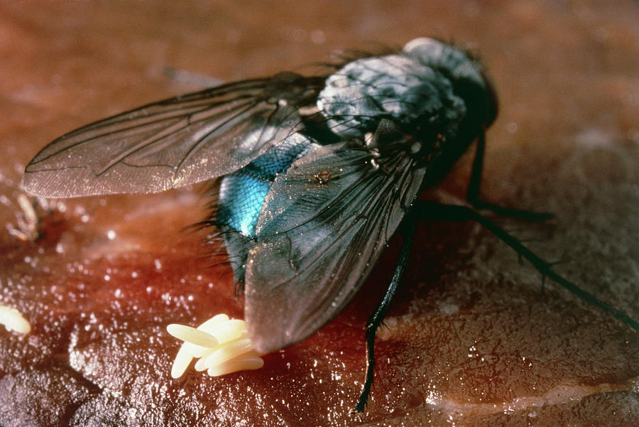 Where Do Flies Like to Lay Their Eggs