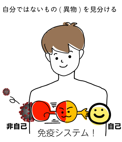 なぜ私たちは一瞬で拒絶するのか？「生理的に無理な顔」をめぐる脳科学と2026年最新の遺伝子婚活事情