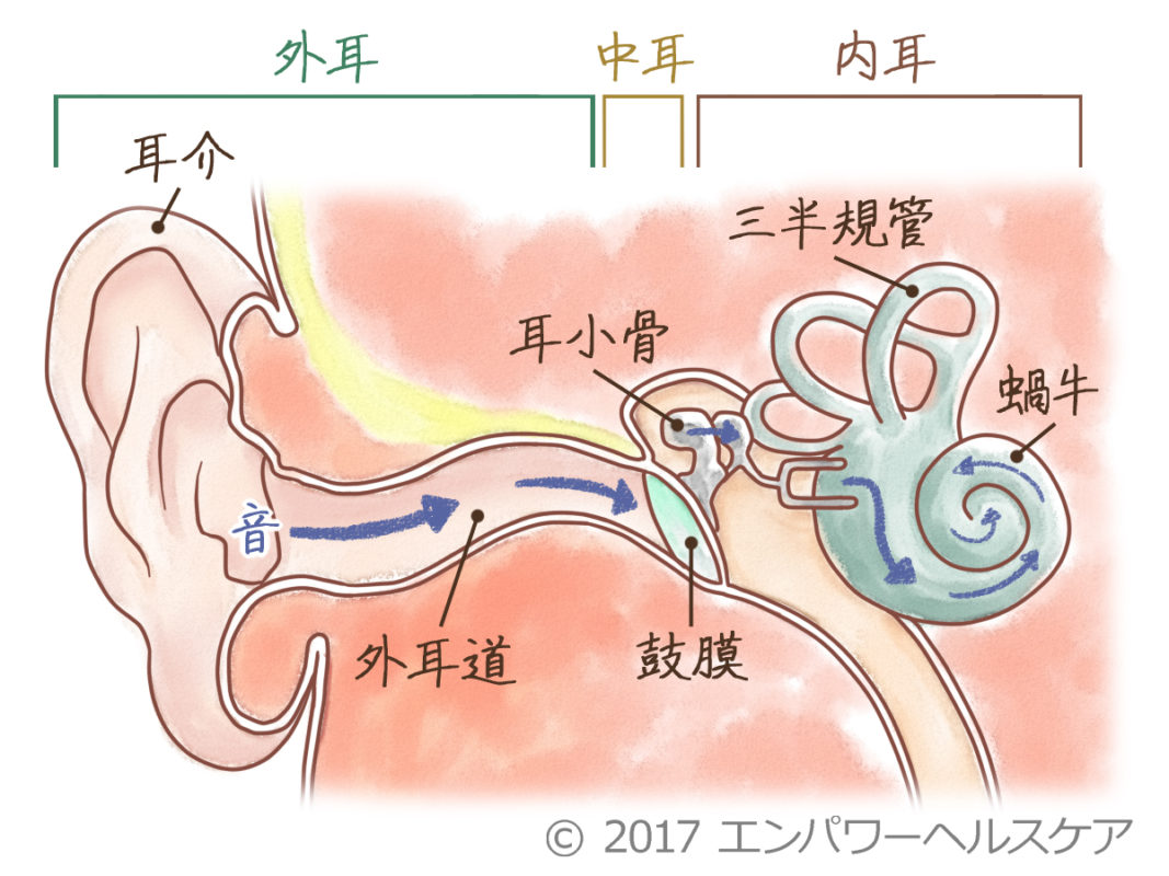 耳垢が湿っているのはワキガのサイン？遺伝と体質の真実を徹底解明