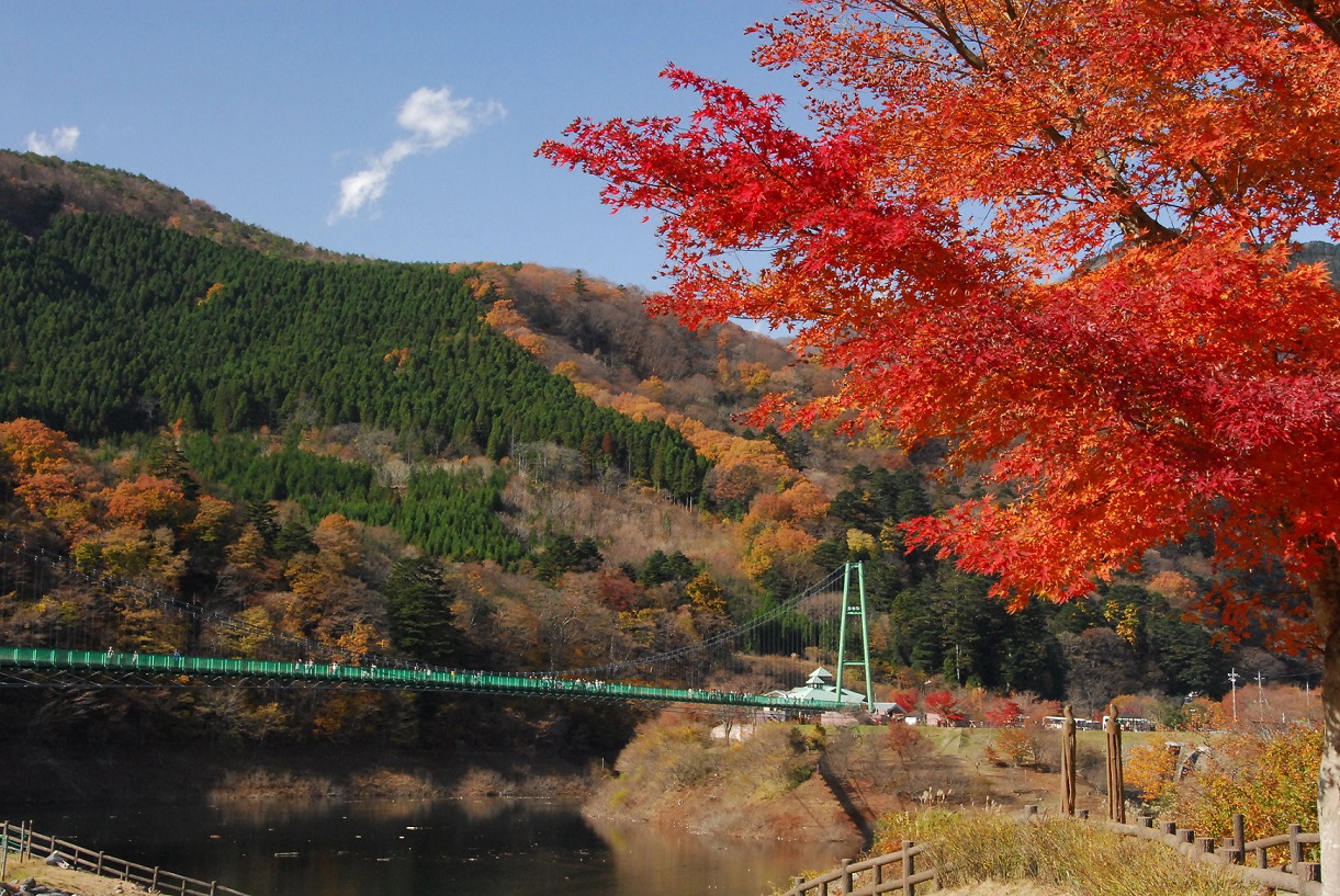 もみじ谷大吊橋の魅力と真実｜紅葉見頃から揺れの評判・割引まで完全解説