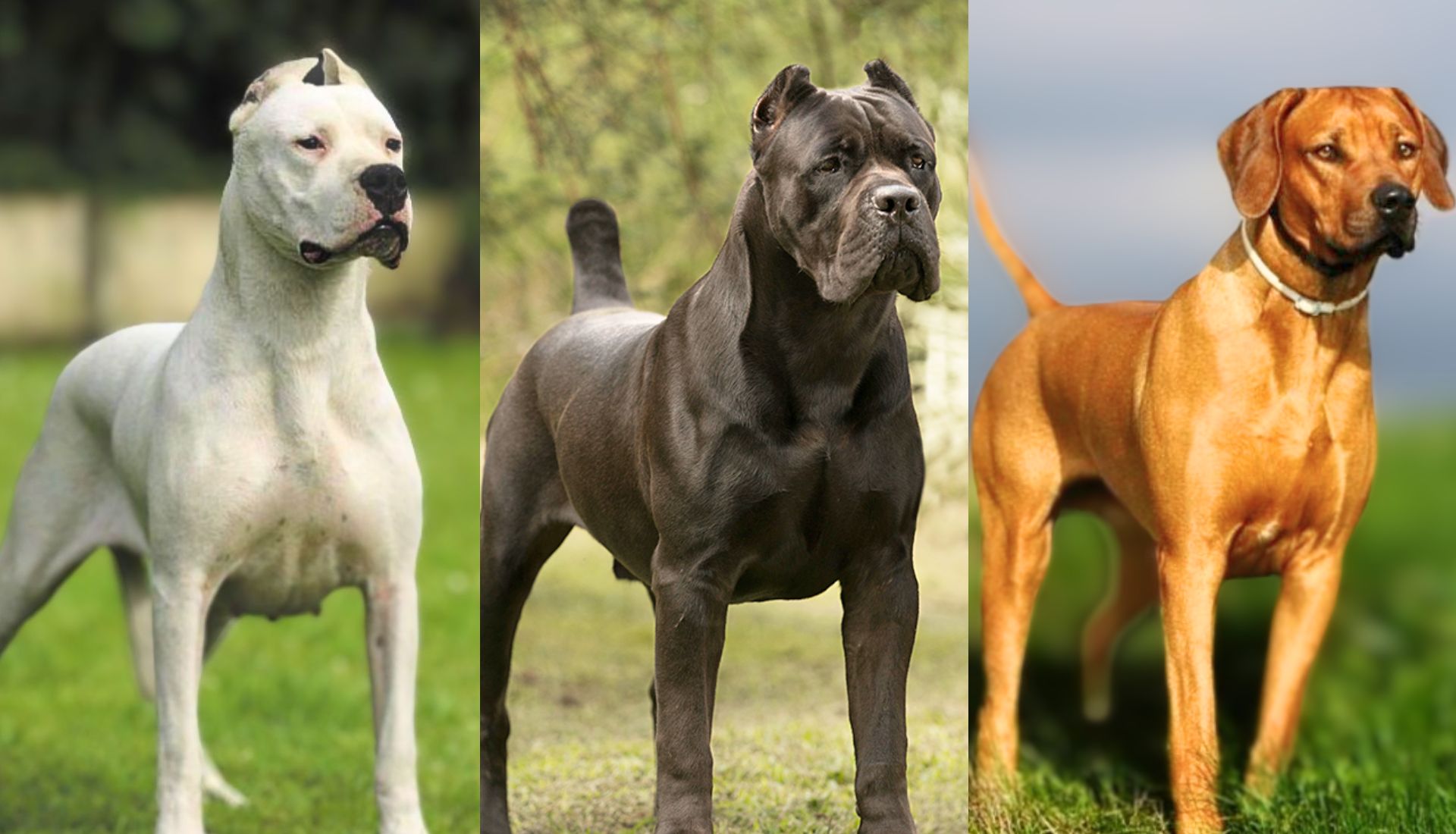 Most Dangerous Dog in the World