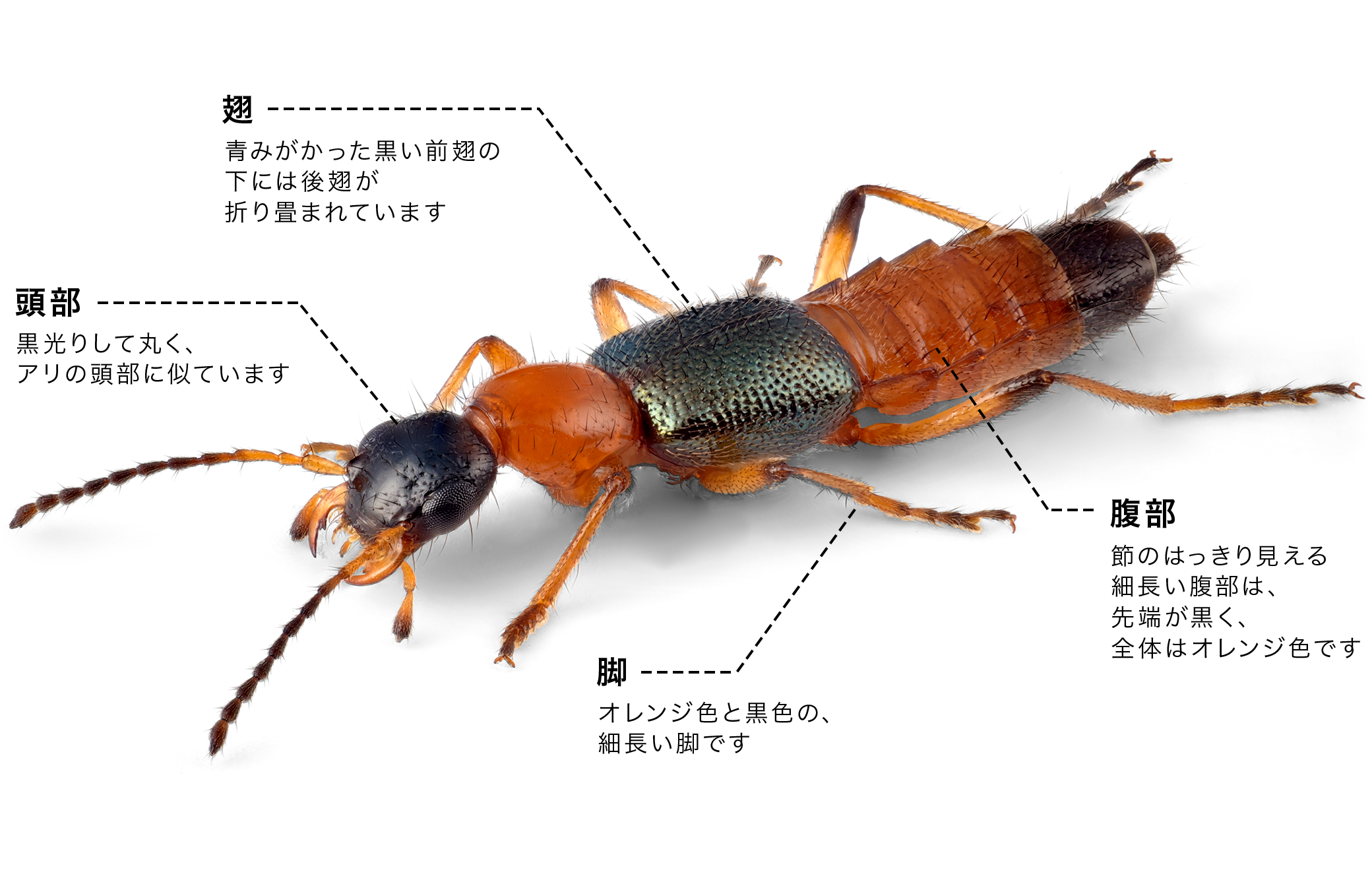 潰すと火傷の激痛！アオバアリガタハネカクシの危険な毒と正しい対処法